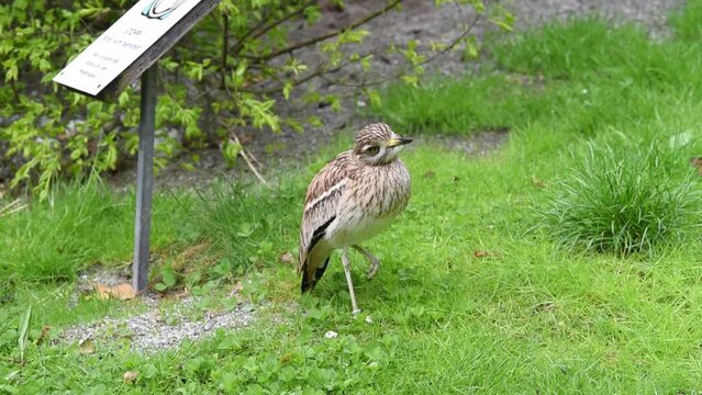 un bel uccello fissa la videocamera, un uccello su un bel prato verde in montagna, esemplare di occhione comune