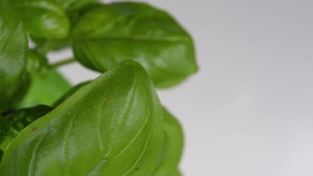 una bella pianta di basilico con foglie verdi intense