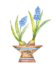 Spring flowers, watercolor illustration, flowers in a pot.Beautiful abstract colorful illustration on white backdrop.