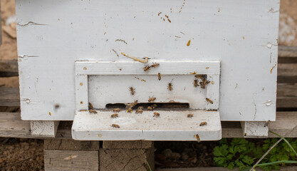 honey bees at the entrance of the beehive .