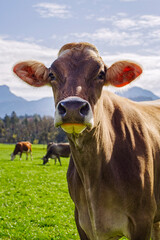 Schweizer Braunvieh mit Herde beobachtet entspannt Wanderer während der morgendlichen Fütterung auf einer üppigen grünen Wiese in den Tiroler Alpen an einem sonnigen Morgen mit Gegenlicht