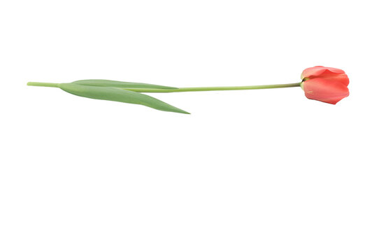 immagine dettaglio di fiore di tulipano rosso e stelo verde isolato su sfondo trasparente
