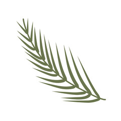 rosemary isolated on white