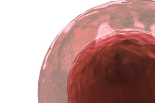 Ovum against white background