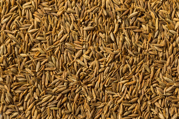 Dry Organic Raw Cumin Seeds