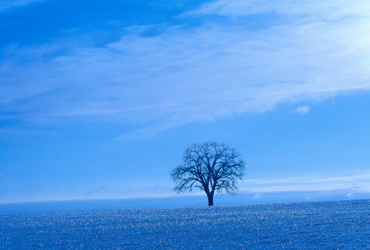 Tree, Field, Markham, Ontario, Canada