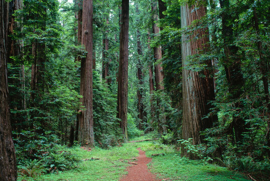 Redwood Forest, Humboldt Redwoods State Park, California, USA