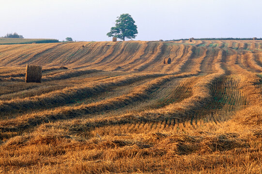 Tree in Hayfield, Aurora, Ontario, Canada