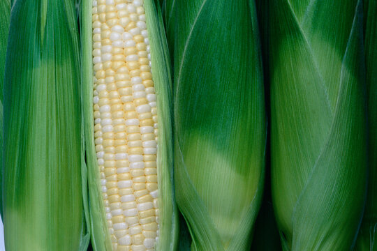 Corn, Markham, Ontario, Canada