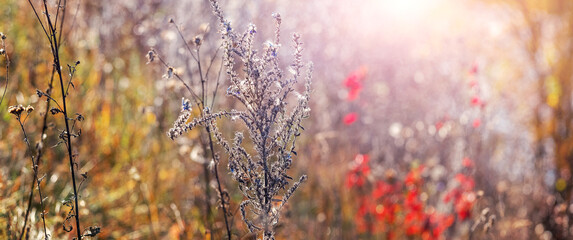 Autumn background with thickets of plants and weeds in a meadow in sunny weather