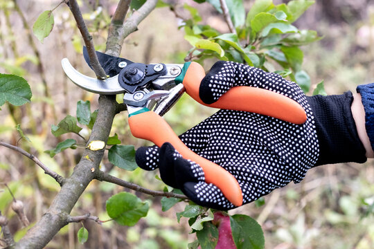 Close-up of a gardener holding secateurs and cutting a tree branch