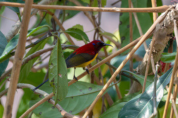 Mrs. Gould's sunbird or Aethopyga gouldiae observed in Latpanchar in West Bengal