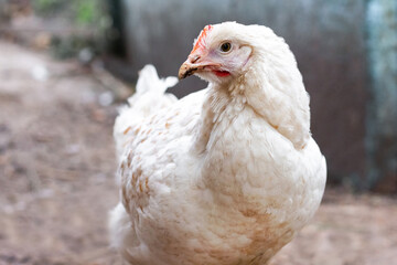 Young white hen on a farm, raising chickens