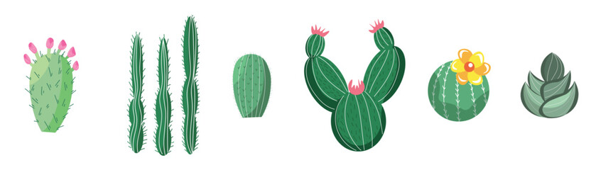 Set of different cacti and succulents on white background