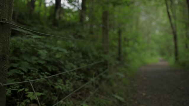 Forest path pan left to right from the foliage to the path