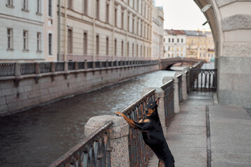 dog in the city of St. Petersburg. Standard German Pinscher posing against the backdrop of architecture. Pet in old town 