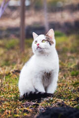 A young white cat sits in the garden on the grass and looks up curiously