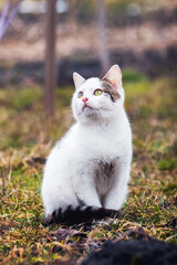 Obraz premium A young white cat sits in the garden on the grass and looks up curiously