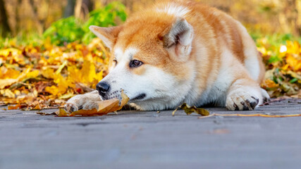 An Akita dog lies cuddled to the ground in an autumn park