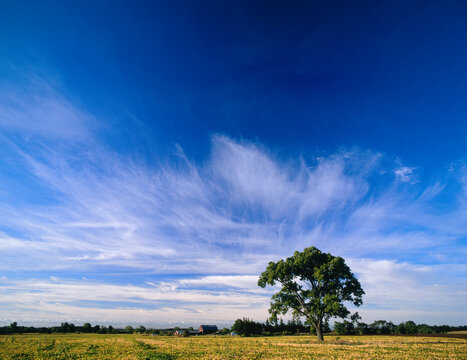 Lone Tree in Field, Markham, Ontario, Canada