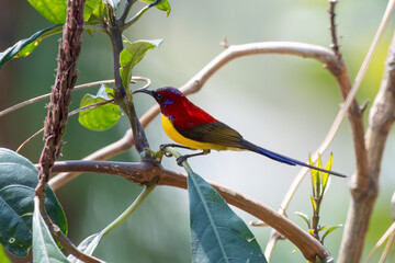 Mrs. Gould's sunbird or Aethopyga gouldiae observed in Latpanchar in West Bengal