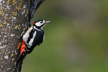 Adult great spotted woodpecker (Dendrocopos major) perched on the trunk of an ash tree. Male woodpecker looking at the camera in the forest. Bird in nature background image with space for text.