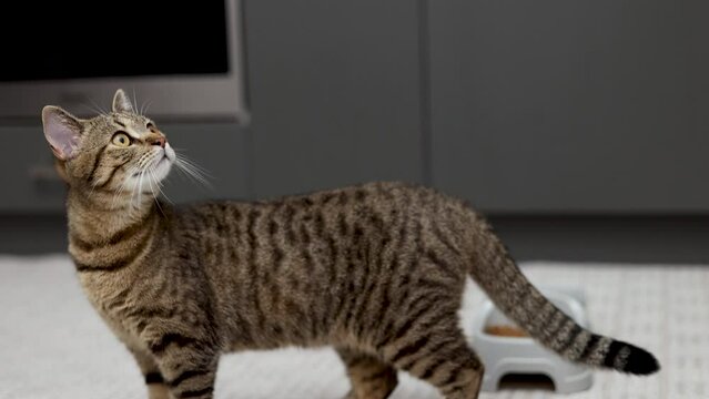 adorable tabby cat refuse to eat dry food from bowl walking on the kitchen,lying on floor making whims.cute female domestic pet inside house home doesn't approach from food 4k high quality video