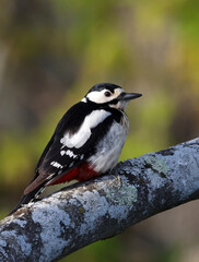 Adult great spotted woodpecker (Dendrocopos major) perched on the trunk of a fig tree. Female woodpecker looking at the camera in the forest with vibrant colors. Bird in nature background image.