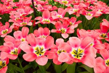 red tulips in Amsterdam Netherlands