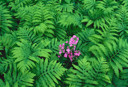 Pink Flowers Among Green Leaves Bronte Creek Provincial Park Burlington, Ontario, Canada
