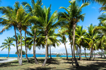 Dominican Republic Santo Domingo, beautiful Caribbean sea coast with turquoise water and palm trees