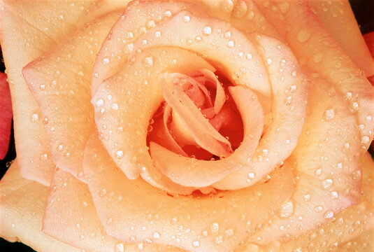 Close-Up of Rose with Water Drops