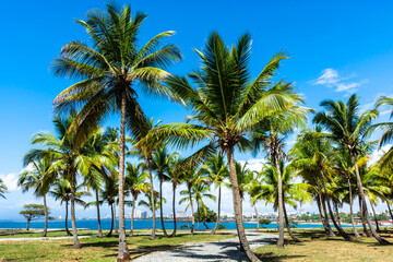 Fototapeta na wymiar Dominican Republic Santo Domingo, beautiful Caribbean sea coast with turquoise water and palm trees