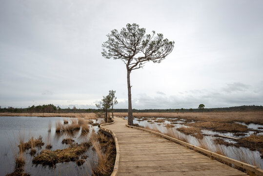 Wooden boardwalk, the Dragonfly Trail through Thursley Common in Surrey, UK.