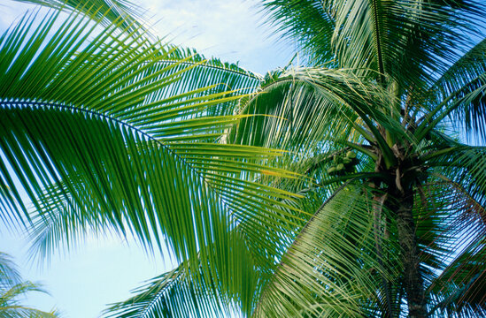 Palm Trees, Costa Rica