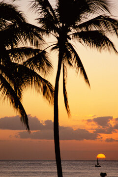 Silhouette of Palm Trees at Dusk Hawaii