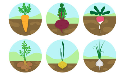 Set of round icons of vegetables in the garden. gardening. flat vector cartoon design