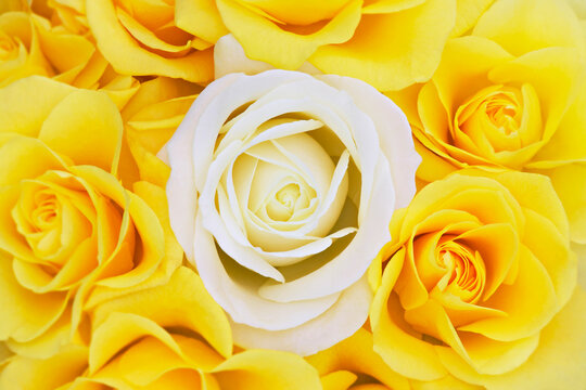 White Rose and Yellow Roses