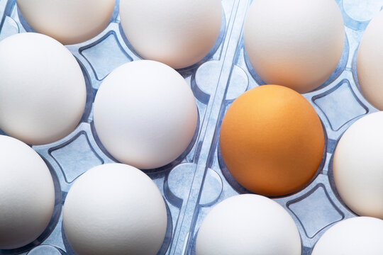 Eggs in Carton With One Brown Egg