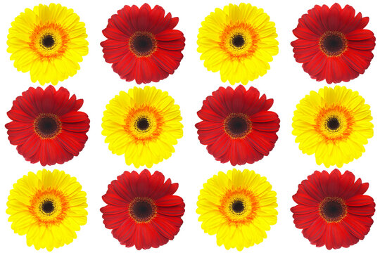 Red and yellow Gerbera Daisies