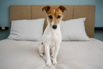 Cute dog sitting on the bed in living room, close up. Adorable pet. Jack Russell Terrier portrait.