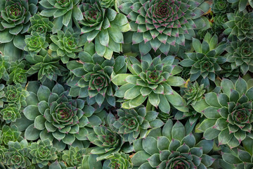 background of green succulents, floral ornament, nature, ecology, desert flower, gardening, stylish...