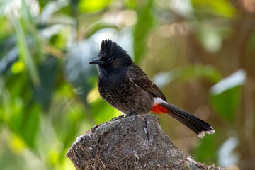 Red-vented bulbul or Pycnonotus cafer observed in Latpanchar, West Bengal, India