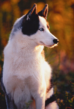 Portrait of Siberian Husky Sitting Outdoors