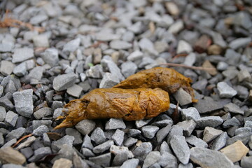 dog poop on stones close up