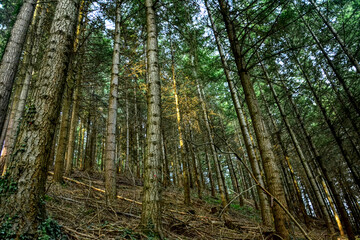 Fototapeta na wymiar Pine forest, in France, next to the town of Saint-Etienne. These trees are found in the Pilat massif. They are on a mountain, about 800 meters above sea level.