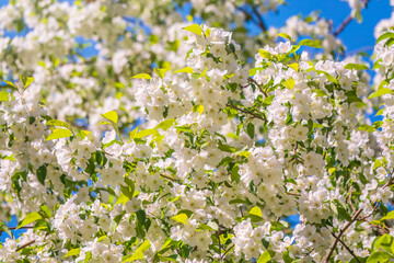 White blossoming apple trees. White apple tree flowers