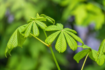 Green Chestnut Leaves in beautiful light. Spring season, spring colors.