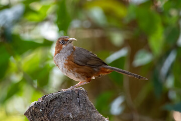 Rusty-cheeked scimitar babbler or Erythrogenys erythrogenys observed in Latpanchar