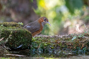 Rusty-cheeked scimitar babbler or Erythrogenys erythrogenys observed in Latpanchar
